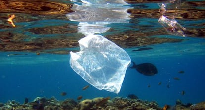 Un pez nada cerca de una bolsa de pl&aacute;stico en el Mar Rojo.