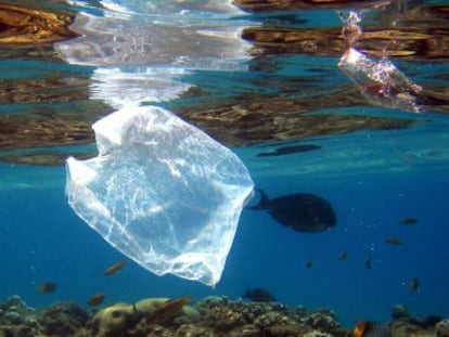 Un pez nada cerca de una bolsa de pl&aacute;stico en el Mar Rojo.