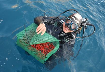 Un equipo de biólogos recupera coral rojo en el Parc Natural del Montgrí- Medes.