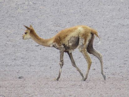 Vicuña con probable sarna en área protegida, Chile / CONAF