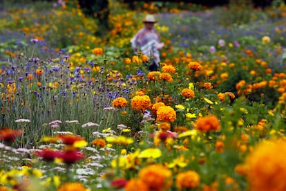 Una mujer camina a través de un jardín de flores en Medellín (Colombia).