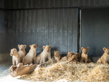 The nine lion cubs at the AAP Primadomus shelter in Villena (Alicante).