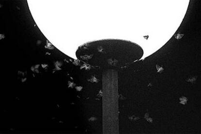 Imagen de archivo de mariposas gamma en una farola en Madrid.