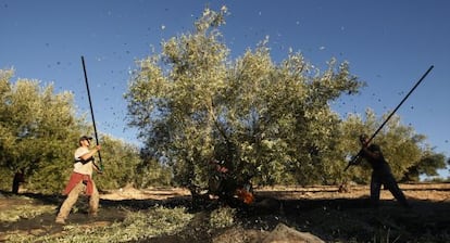 Jornaleros trabajan en la recogida de la aceituna en Granada.