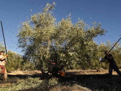 Varios jornaleros trabajan en la recogida de la aceituna en Granada.