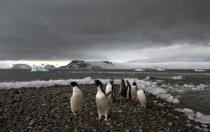 Pingüinos caminando en la costa de la bahía del Almirantazgo, en la Antártida. Este continente "es grande y cambiante y afecta al resto del planeta y no podemos permitirnos ignorar lo que ocurre allí", dijo David Vaughan, director científico del Estudio Británico en la Antártida.