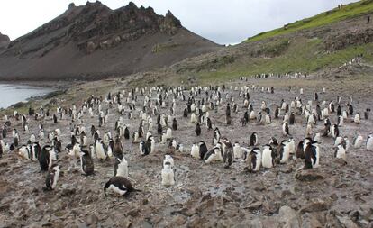 Una de las pingüineras de Punta Hannah.