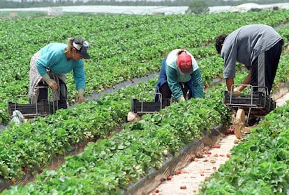 Campo de cultivo. 