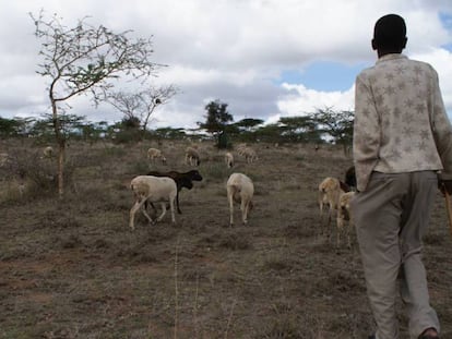Un pastor conduce a su rebaño por los pastizales del condado de Kajiado, en el valle del Rift, (Kenia). 