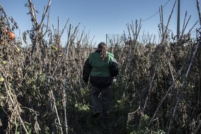 El consumidor es una pieza clave para el cambio del sistema actual. La cultura de la inmediatez y la prioridad de encontrar precios baratos han soslayado el valor nutritivo y económico de la agricultura local.