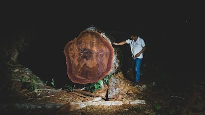 Uno de los árboles centenarios talado ilegalmente en la selva peruana.