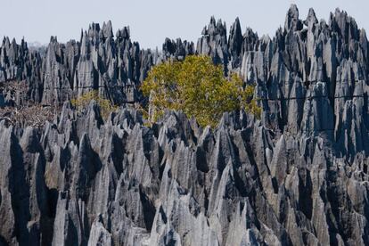 En lengua malgache, tsingy significa “donde no se puede caminar descalzo”. Una expresión muy apropiada para describir este bosque pétreo, erizado de agujas de piedra caliza afiladas como navajas, modelado por la lluvia, la erosión y las aguas subterráneas en el enorme macizo calcáreo de Bemaraha (costa occidental de Madagascar). Cañones, gargantas, bosques, lagos y manglares con una enorme biodiversidad adaptada a sus extremas condiciones y multitud de endemismos. Todo el conjunto está protegido y declarado patrimonio mundial. Dicen los expertos que algún día esta frágil formación geológica terminará por desaparecer.