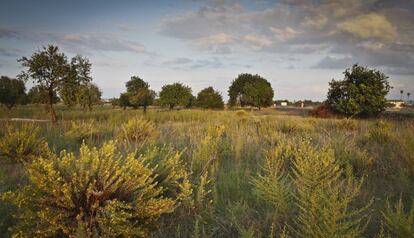 Un camp agrícola abandonat, on creixen les males herbes, a Mallorca.