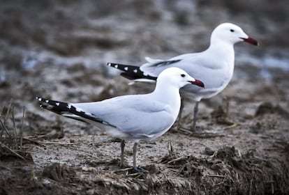 La gaviota de Audouin, entre las amenazas que se ciernen sobre esta rara especie, cabe citar la alteración del hábitat de cría, las molestias humanas durante la época reproductora, la reducción de la disponibilidad de alimento por la sobreexplotación pesquera y la depredación por parte de zorros, tejones y ratas, así­ como de la gaviota patiamarilla. La especie se encuentra incluida en el Libro Rojo de las aves de España.