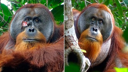 Rakus, el orangután que se autocuró una herida.