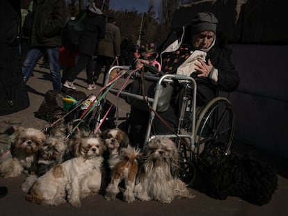 Antonina, 84, sits in a wheelchair after being evacuated along with her twelve dogs from Irpin, at a triage point in Kyiv, Ukraine, Friday, March 11, 2022. (AP Photo/Vadim Ghirda)