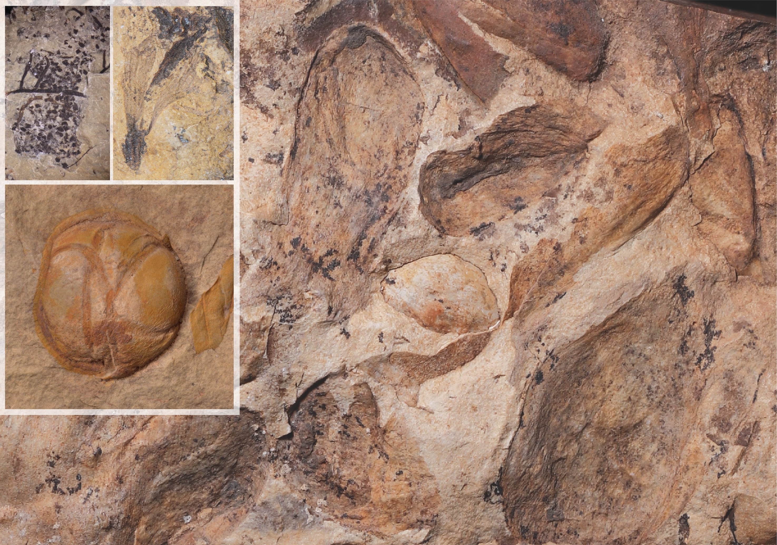 Una ‘Pompeya vegetal’ de hace 74 millones de años reescribe la historia de las plantas