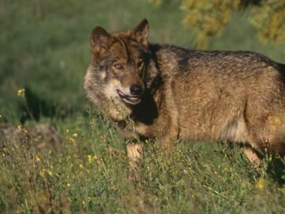 Un lobo ibérico.