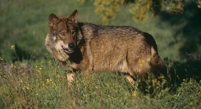 Un lobo ibérico.