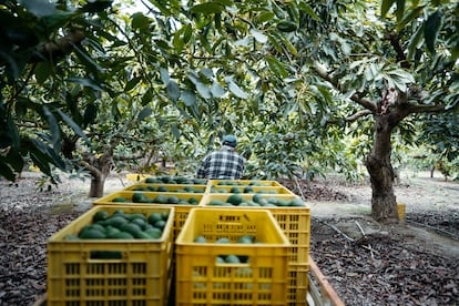 Un agricultor recoge aguacates en Málaga.