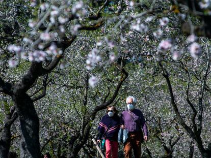 Una pareja pasea por un parque con cerezos en flor en Madrid.