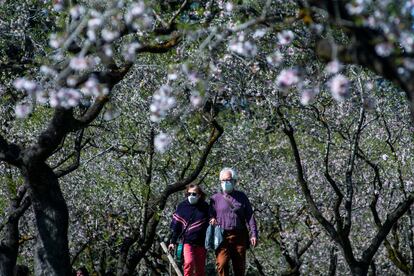 Una pareja pasea por un parque con cerezos en flor en Madrid.