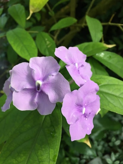 A 'Brunfelsia Americana' é encontrada nas Índias Ocidentais e Venezuela. O gênero 'Brunfelsia' compreende por volta de 50 espécies descritas cujas flores costumam ser grandes e possuem cinco largas pétalas.