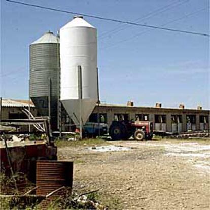 La granja de Vinaròs en la que el viernes se detectó el foco de peste porcina.