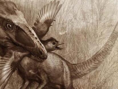 Un Sinocalliopteryx ataca el ave primitiva Confuciusornis