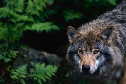 El vârcolac, un hombre lobo, obligaba a los campesinos a cerrar los postigos al anochecer en Rumanía. La visión de este lobo gris (en la foto) suscita miedo primigenio en muchos, por lo que no sorprende que antiguas supersticiones rodeen a este temible depredador. Y aunque los rumanos modernos mirarían con desdén al vârcolac, mantienen una incómoda relación con estos animales salvajes.