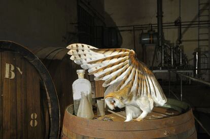 Lechuza ('Tyto alba') en una bodega madrileña.