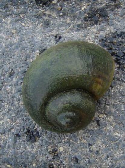 Un ejemplar de la especie invasora caracol manzana.