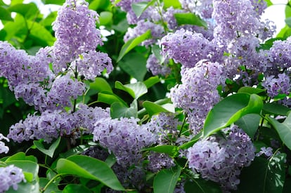 lilas flores