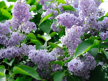 Clásicas lilas coronando cada una de las ramas y ofreciendo su contraste con los verdes de las hojas.