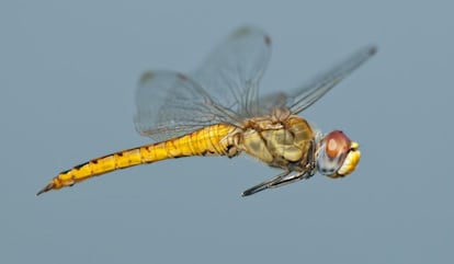 Ejemplar de la libélula Pantala, el insecto que recorre la distancia más larga.
