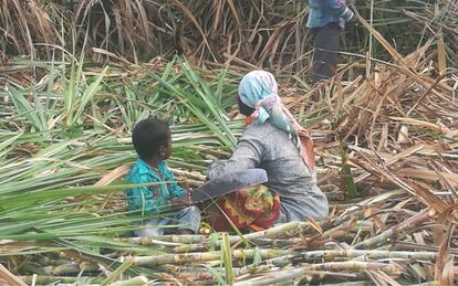 Una familia trabaja en la caña de azúcar.