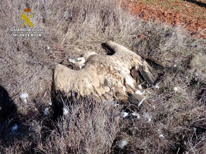 Ejemplar muerto de quebrantahuesos hallado el año pasado en Asturias.