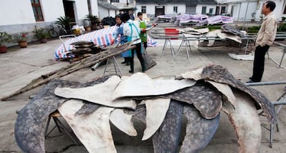 Exterior del mayor matadero de tiburones del mundo situado en Puqi, China
