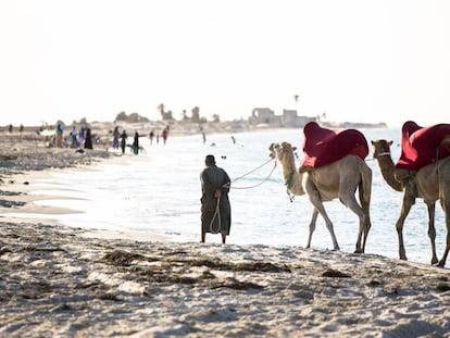 Camellos para paseos turísticos en una playa de la isla de Djerba, frente a la costa de Túnez. 