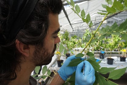 O geneticista Miguel Nemesio Górriz inocula um freixo com o fungo 'Hymenoscyphus fraxineus' na Irlanda.