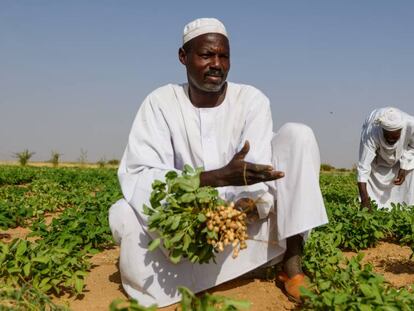 Un agricultor muestra su cosecha de cacahuete en Darfur, Sudán.