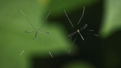 ¿Por qué no borramos a los mosquitos de la faz de la Tierra?