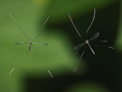 Por que não eliminamos os mosquitos da face da Terra?