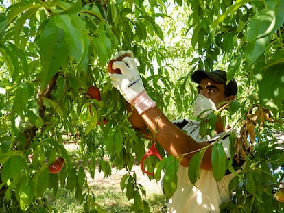 A seasonal worker in Lleida on July 6.