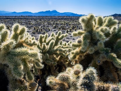 Teddybear Chollas are seen within the proposed Avi Kwa Ame National Monument on Feb. 12, 2022, near Searchlight, Nev.