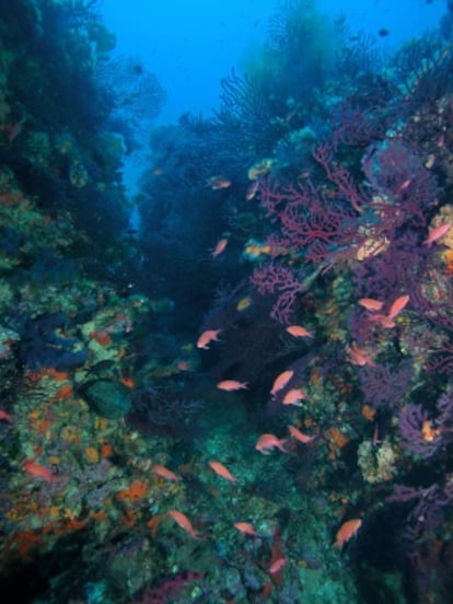 Zonas de coral fuera de las surgencias.