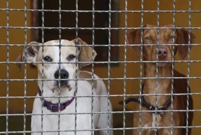 Perros acogidos en una protectora.