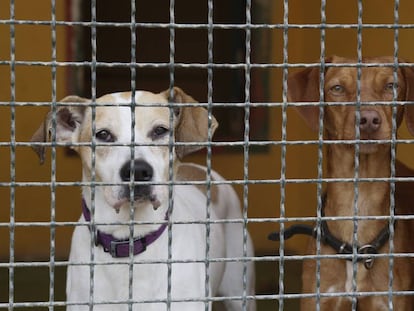 Perros acogidos en una protectora.