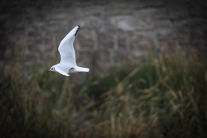 Una gaviota reidora surca el cauce del río Manzanares a su paso por el puente Legazpi. Este ave nidifica siempre cerca de zonas húmedas, tanto de agua dulce como salobre, muy frecuentemente en estuarios, deltas, marismas, lagunas, lagos, ríos de escaso caudal como el Manzanares e, incluso, en zonas manejadas por el hombre, como graveras y embalses. La dieta de esta especie se basa en alimentos de origen animal, por lo general insectos, anélidos, pequeños crustáceos y pececillos. También ingieren a veces alimentos de origen vegetal.