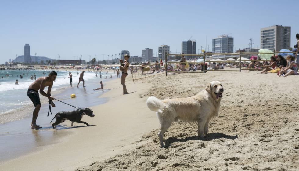 La playa para perros de Barcelona.